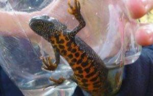 newt survey - great crested newt
