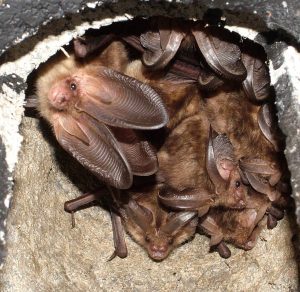 bat surveys and planning